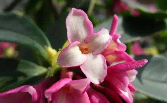 想要金边瑞香延长花期,养护方法要适当改变,试试做好这几点