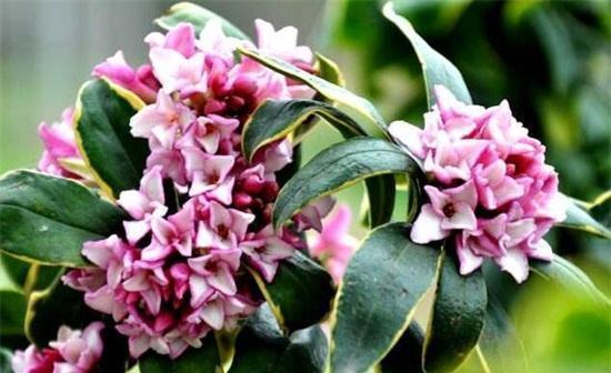 想要金边瑞香延长花期,养护方法要适当改变,试试做好这几点