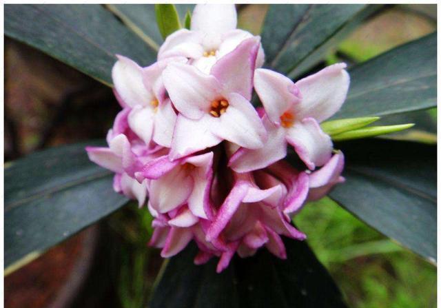 想要金边瑞香延长花期,养护方法要适当改变,试试做好这几点