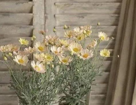 少女心爆棚的玛格丽特菊花，养护抓住这三点，花开不停爆满盆。