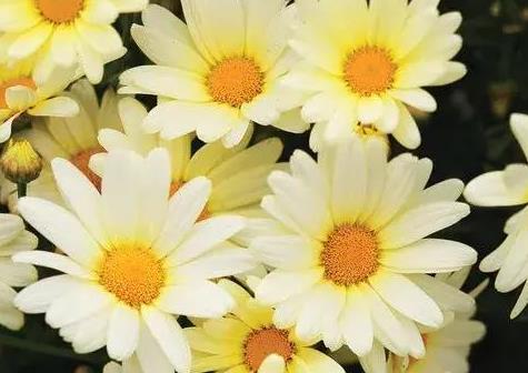 少女心爆棚的玛格丽特菊花，养护抓住这三点，花开不停爆满盆。