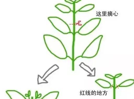 少女心爆棚的玛格丽特菊花，养护抓住这三点，花开不停爆满盆。