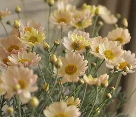 少女心爆棚的玛格丽特菊花，养护抓住这三点，花开不停爆满盆。