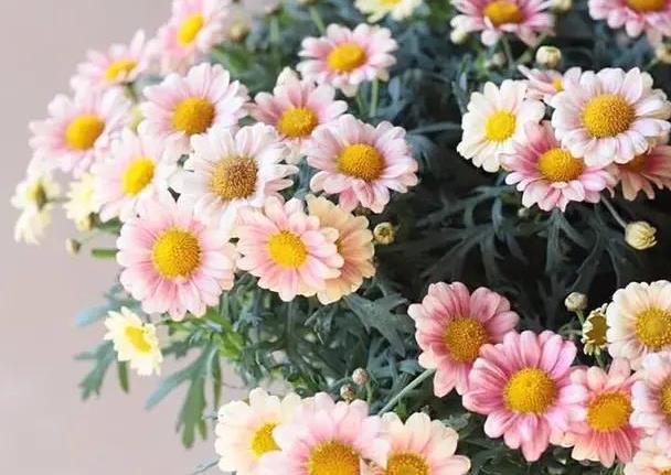 少女心爆棚的玛格丽特菊花，养护抓住这三点，花开不停爆满盆。