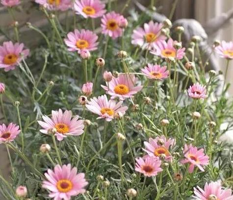 少女心爆棚的玛格丽特菊花，养护抓住这三点，花开不停爆满盆。