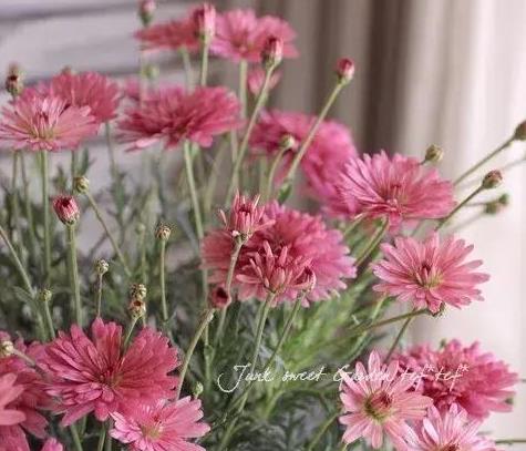 少女心爆棚的玛格丽特菊花，养护抓住这三点，花开不停爆满盆。