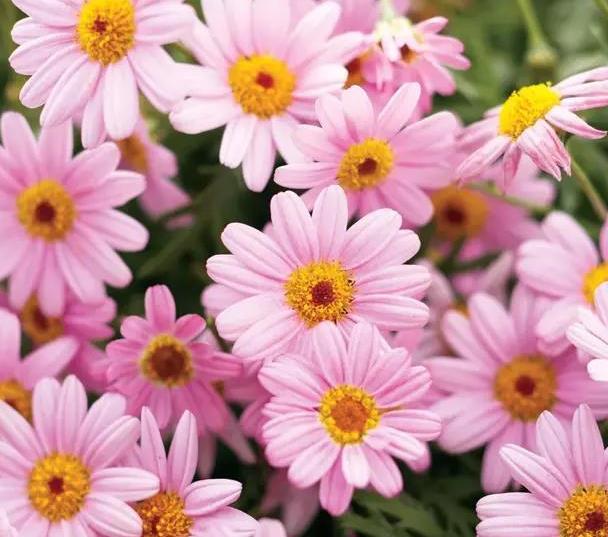 少女心爆棚的玛格丽特菊花，养护抓住这三点，花开不停爆满盆。