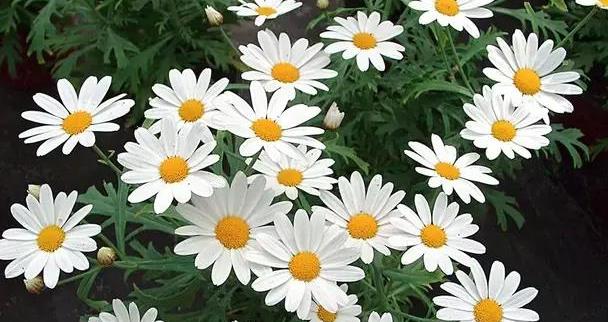 少女心爆棚的玛格丽特菊花，养护抓住这三点，花开不停爆满盆。