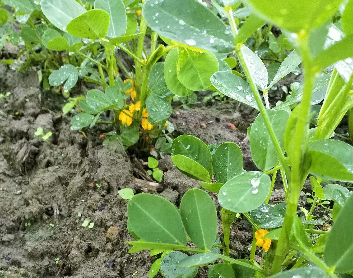 种植大豆花生，苗期喷1种微肥，只需喷几克，荚多籽粒颗颗饱满