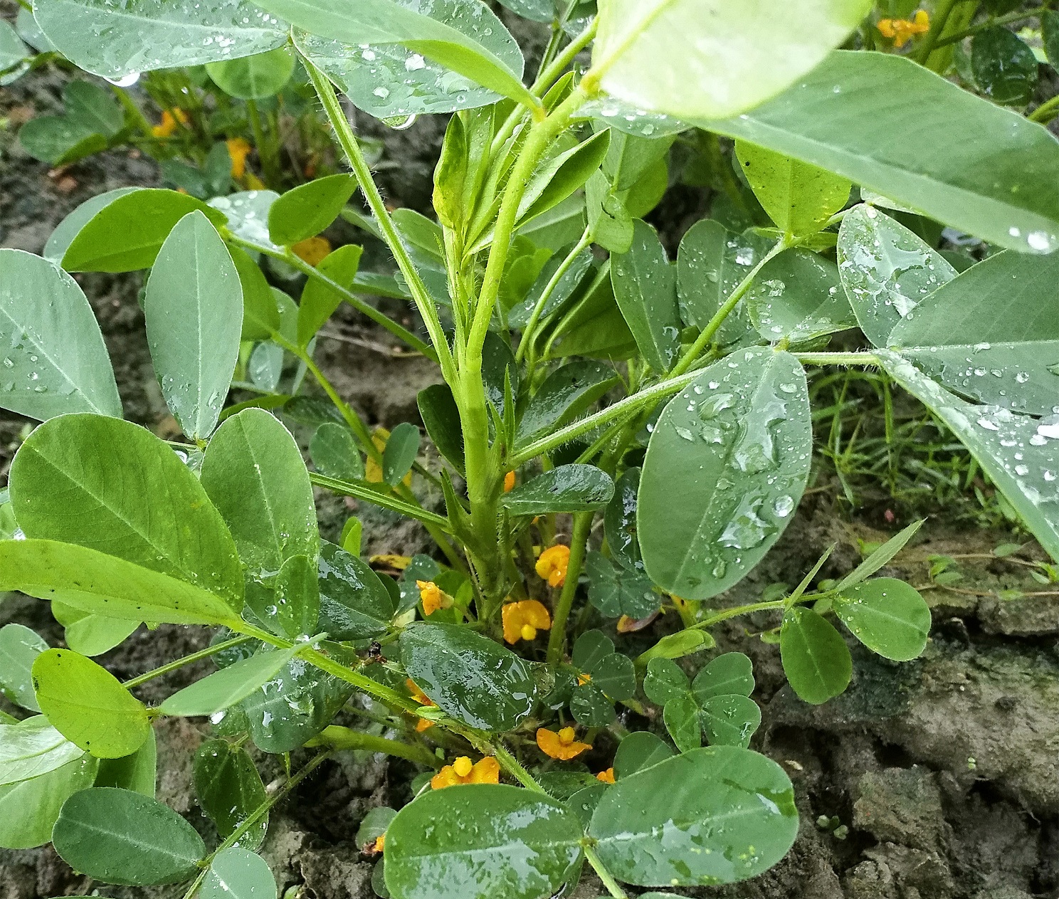 种植大豆花生，苗期喷1种微肥，只需喷几克，荚多籽粒颗颗饱满