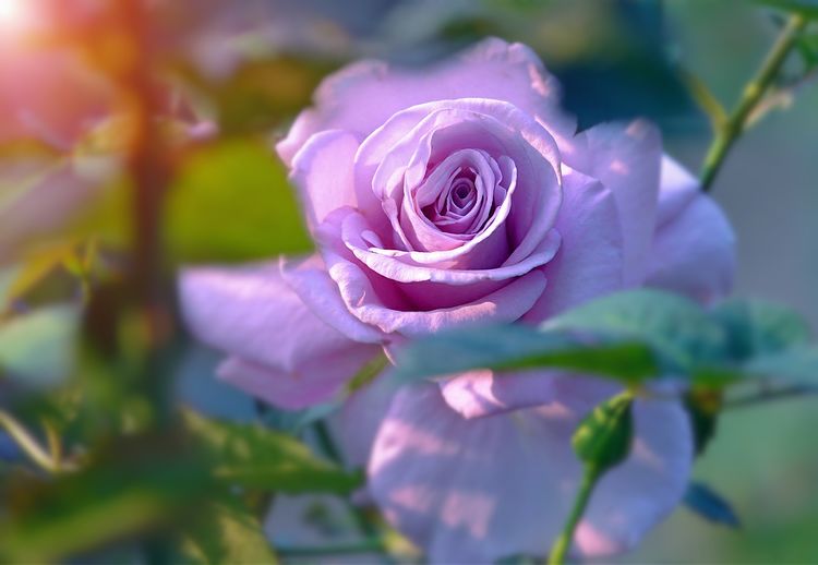 月季花能不能一年四季种植呢，老农：不同季节，养护方式不一