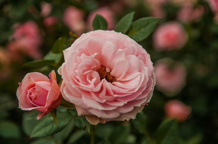 月季花能不能一年四季种植呢，老农：不同季节，养护方式不一