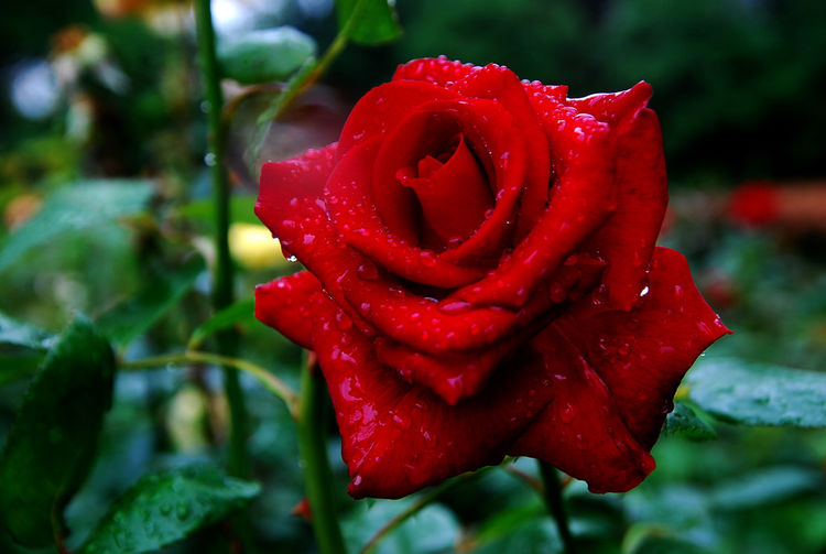 月季花能不能一年四季种植呢，老农：不同季节，养护方式不一