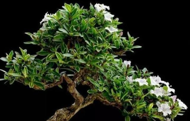 六月雪叶黄,养护正常为什么还会这样?这个细节可能被忽略,收藏