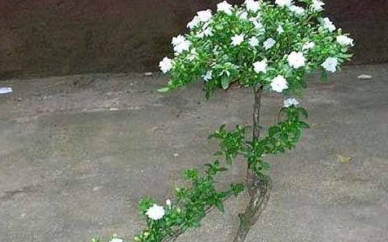 六月雪叶黄,养护正常为什么还会这样?这个细节可能被忽略,收藏