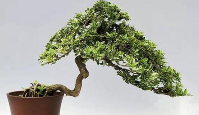 六月雪叶黄,养护正常为什么还会这样?这个细节可能被忽略,收藏