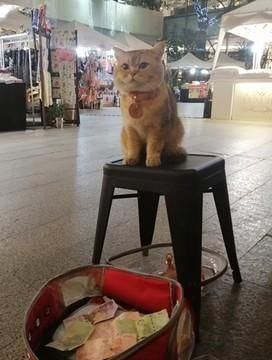 泰国网红猫上街乞讨，靠工作养护自己，真正做到了自食其力
