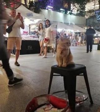 泰国网红猫上街乞讨，靠工作养护自己，真正做到了自食其力