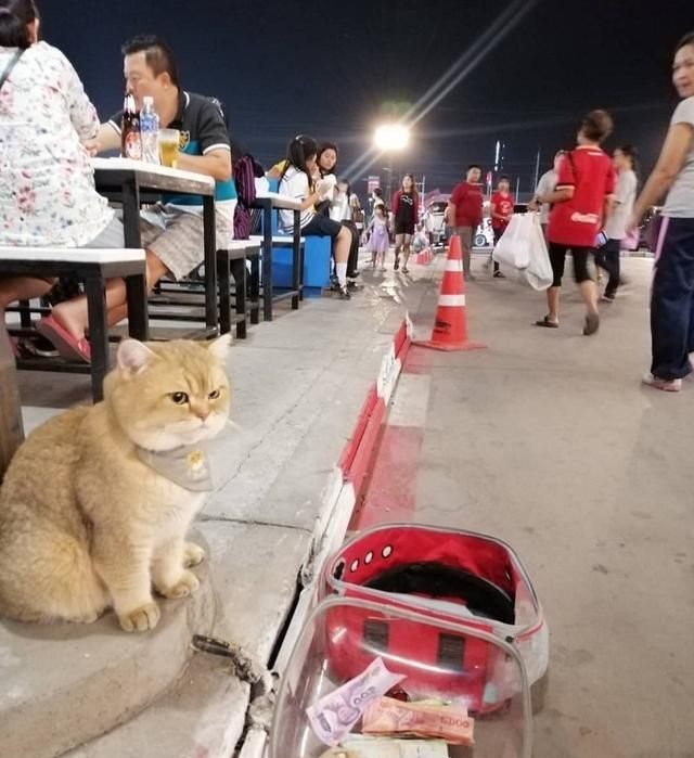 泰国网红猫上街乞讨，靠工作养护自己，真正做到了自食其力
