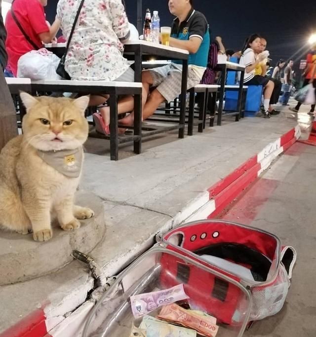 泰国网红猫上街乞讨，靠工作养护自己，真正做到了自食其力