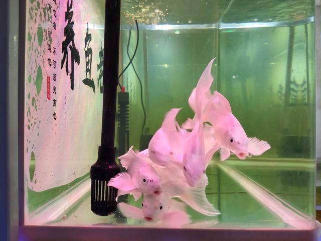 三合一水泵的出氧口对着鱼缸壁使劲吹,鱼缸的过滤效果能好才怪