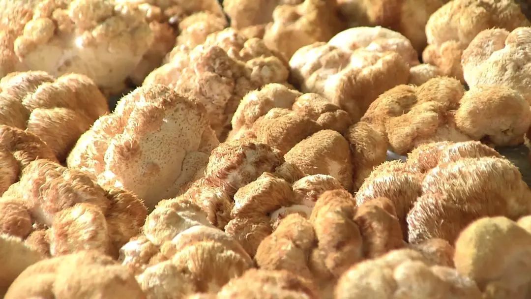 战疫情 保生产 | 海林多家食用菌合作社复工啦！