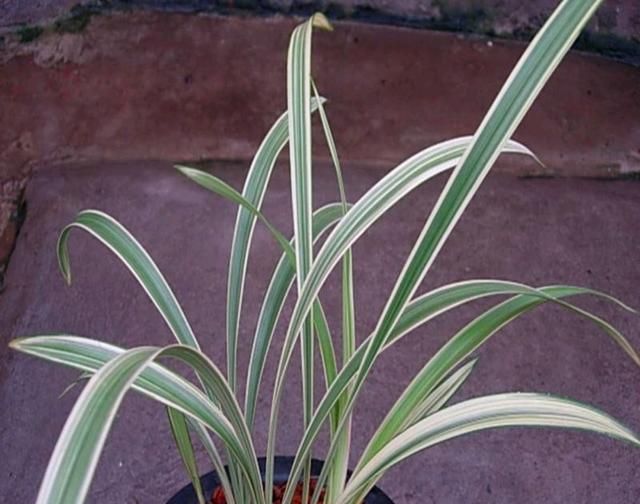 建兰为何叫夏兰?它的艺兰有哪些分类?养护时要注意什么?