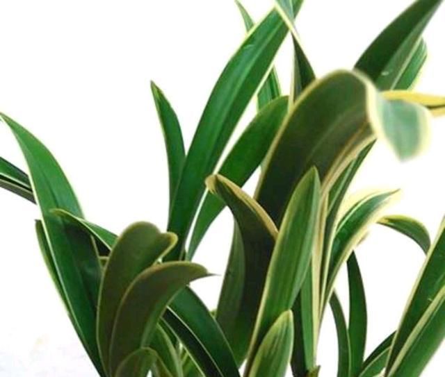 建兰为何叫夏兰?它的艺兰有哪些分类?养护时要注意什么?