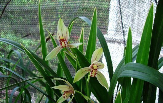 建兰为何叫夏兰?它的艺兰有哪些分类?养护时要注意什么?