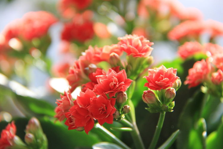 3种花很漂亮，浇点水就能活，简单养护养出小花园，不要告诉别人