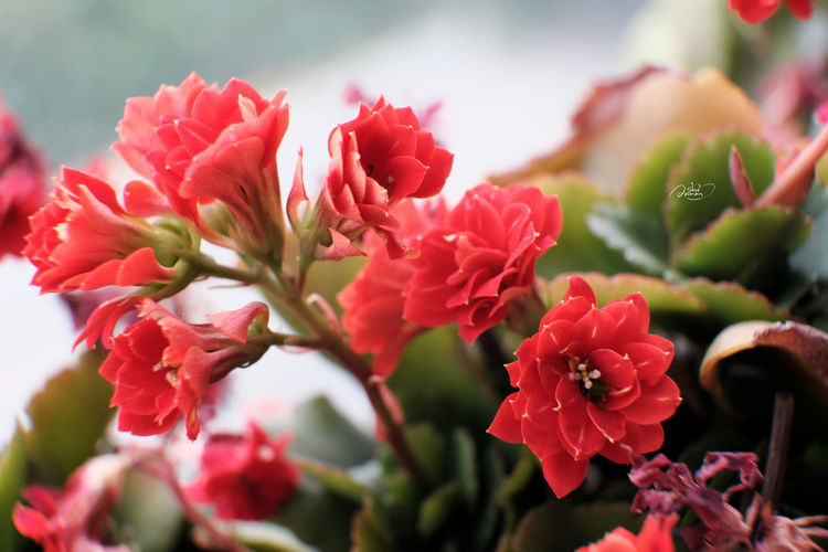 3种花很漂亮，浇点水就能活，简单养护养出小花园，不要告诉别人