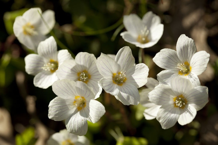 3种花很漂亮，浇点水就能活，简单养护养出小花园，不要告诉别人