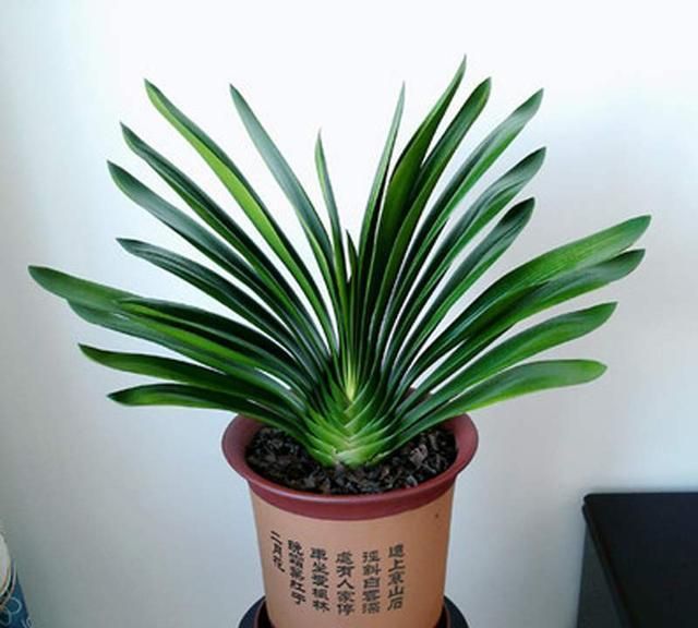 君子兰为何不长个儿，不开花，“四步”最常规养护，两年就开花