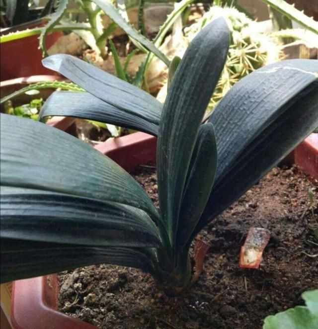 君子兰为何不长个儿，不开花，“四步”最常规养护，两年就开花