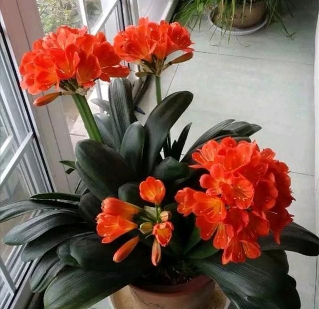 君子兰为何不长个儿，不开花，“四步”最常规养护，两年就开花