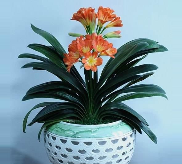 君子兰为何不长个儿，不开花，“四步”最常规养护，两年就开花