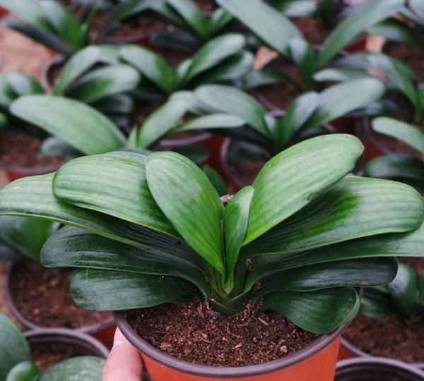 君子兰为何不长个儿，不开花，“四步”最常规养护，两年就开花