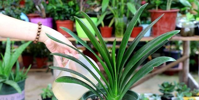 君子兰为何不长个儿，不开花，“四步”最常规养护，两年就开花