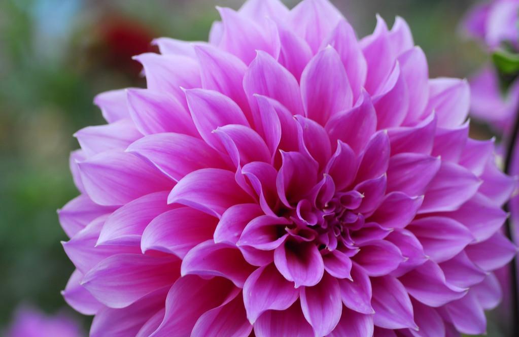 3种花适合阳台养护，有阳光就爆盆，好养易活开花漂亮，美极了