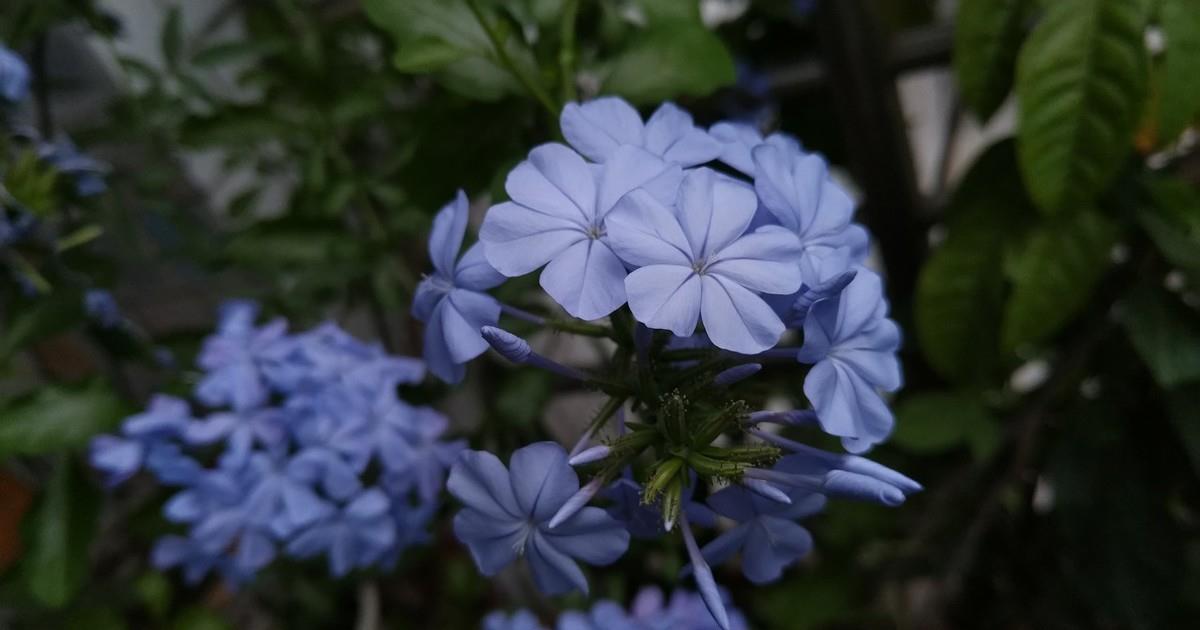 3种花适合阳台养护，有阳光就爆盆，好养易活开花漂亮，美极了