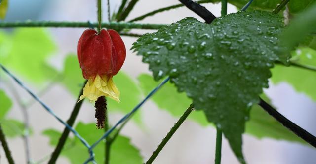 3种花适合阳台养护，有阳光就爆盆，好养易活开花漂亮，美极了