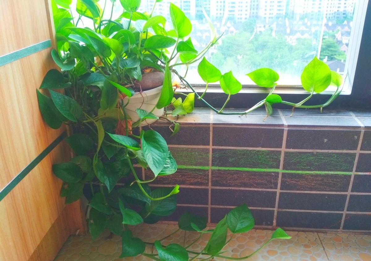 3种花能防辐射,电脑桌上放一盆,缓解疲劳防辐射,适合女生养护