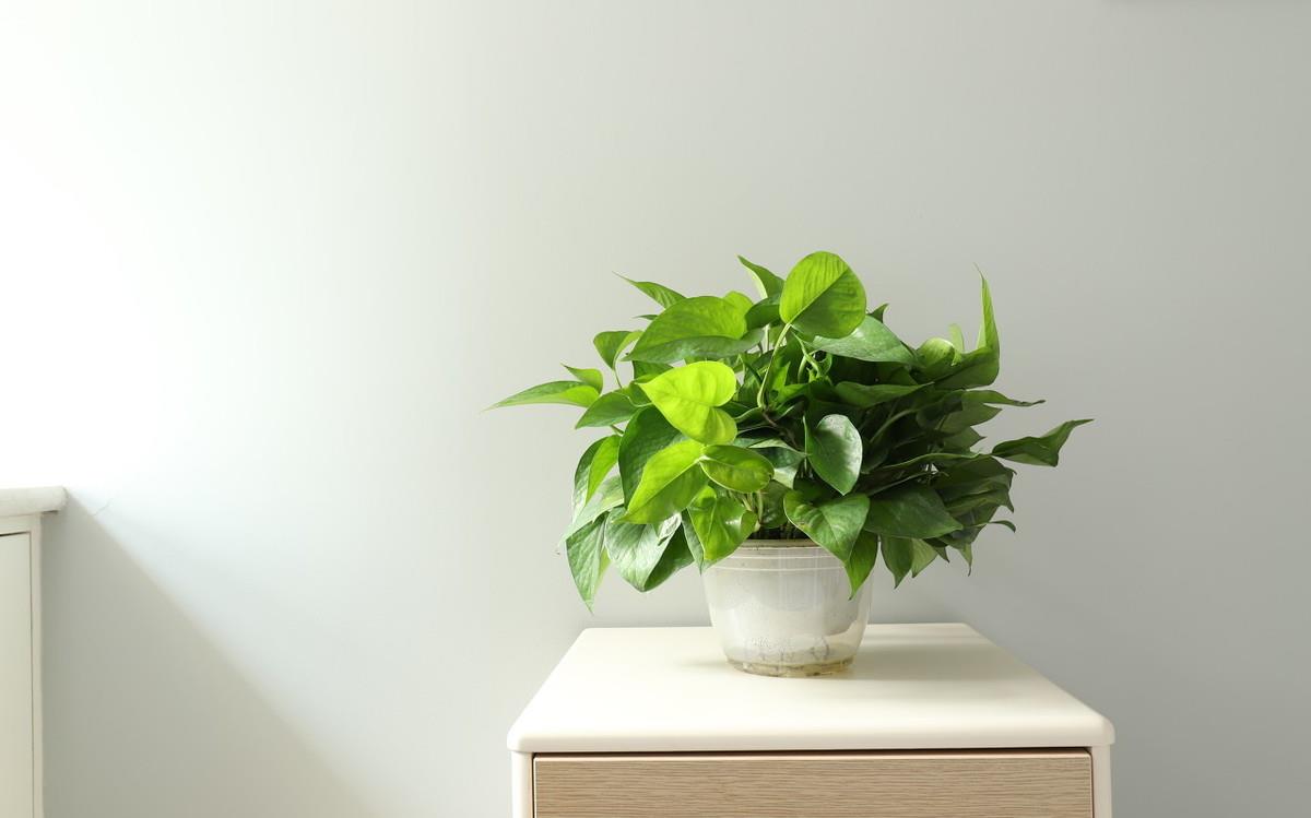 3种花能防辐射,电脑桌上放一盆,缓解疲劳防辐射,适合女生养护