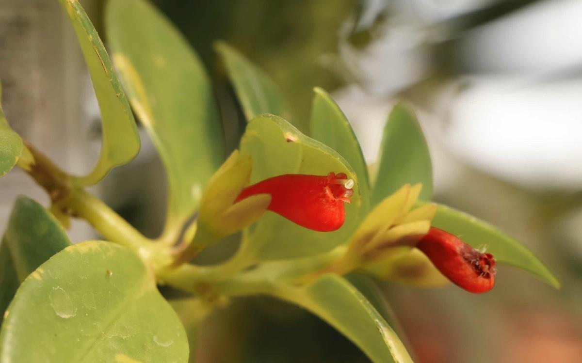 3种花能防辐射,电脑桌上放一盆,缓解疲劳防辐射,适合女生养护