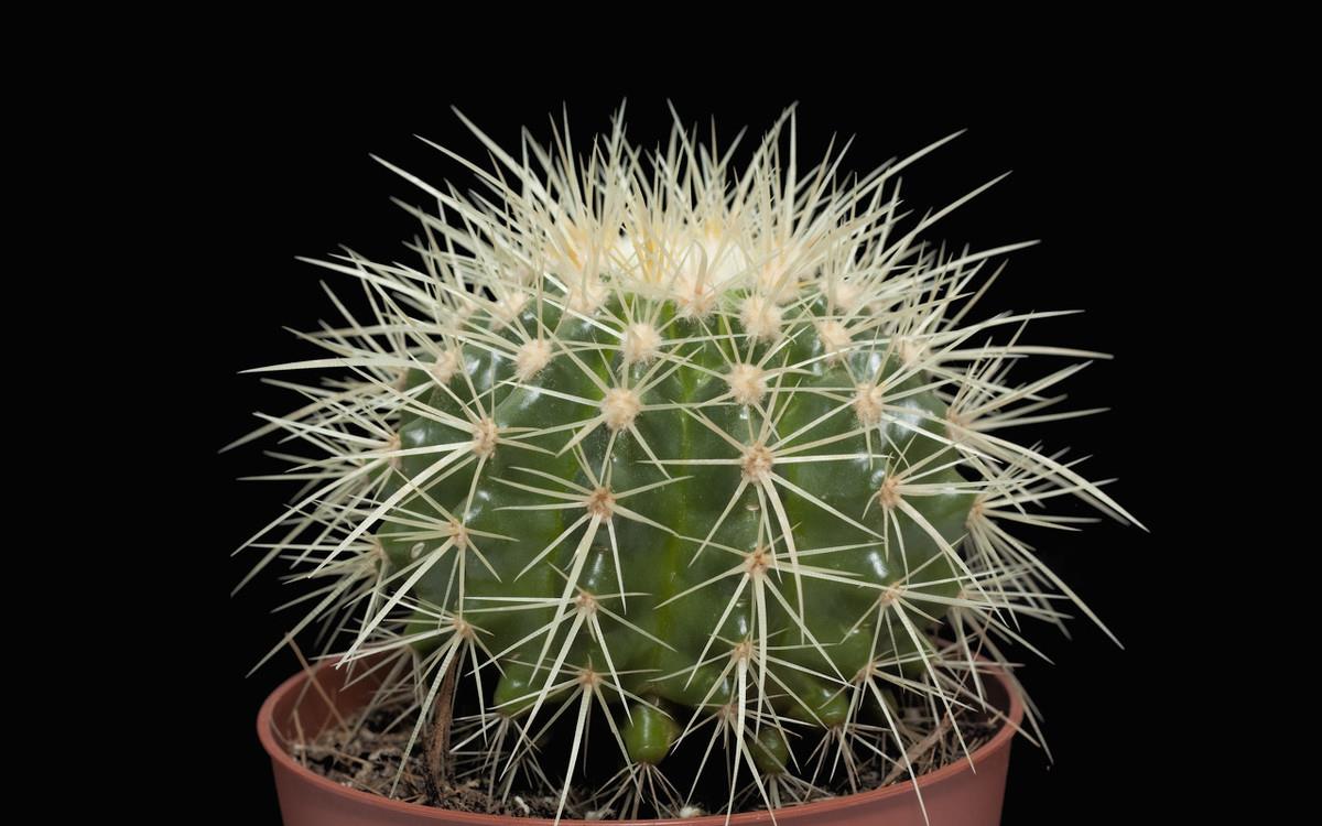 3种花能防辐射,电脑桌上放一盆,缓解疲劳防辐射,适合女生养护