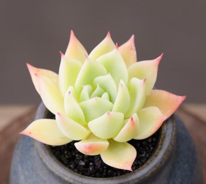 多肉三色堇有什么特点，如何养护更容易出状态？