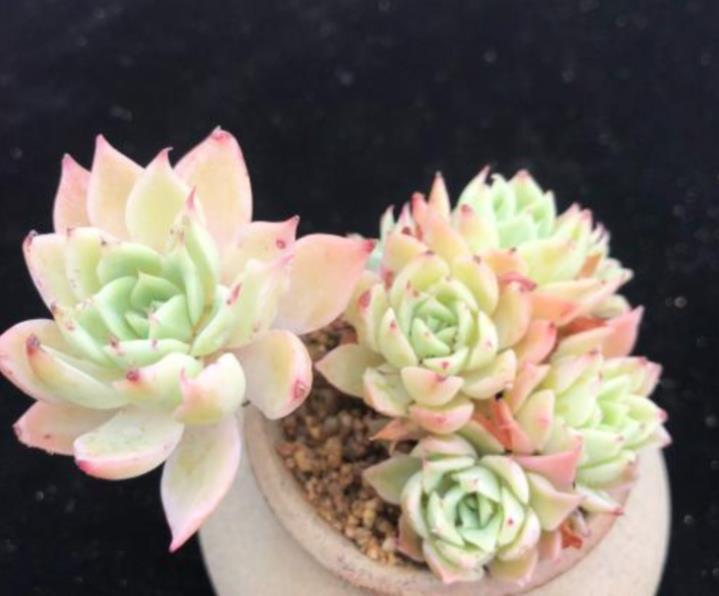 多肉三色堇有什么特点，如何养护更容易出状态？