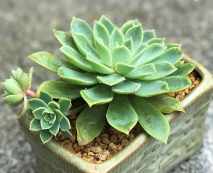 多肉三色堇有什么特点，如何养护更容易出状态？