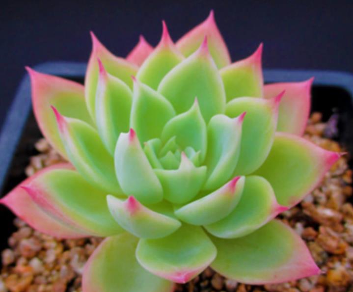 多肉三色堇有什么特点，如何养护更容易出状态？