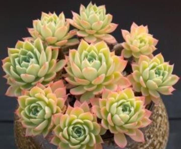 多肉三色堇有什么特点，如何养护更容易出状态？